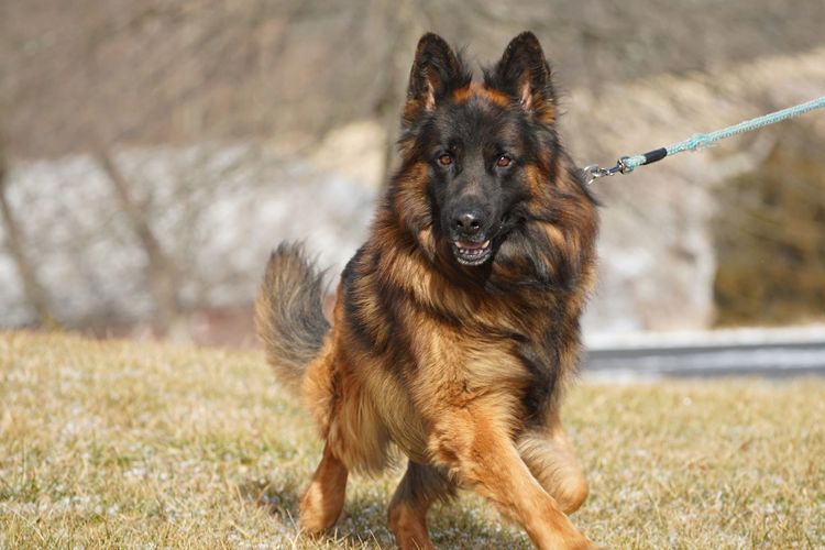 German Shepherds Paradise Long Coat German Shepherds